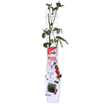 Load image into Gallery viewer, Rosa Crazy in love &#39;Red&#39; - 3 pieces - ↨65cm - Ø15
