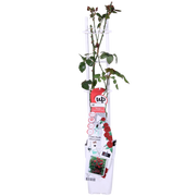 Rosa Crazy in love 'Red' - 3 pieces - ↨65cm - Ø15