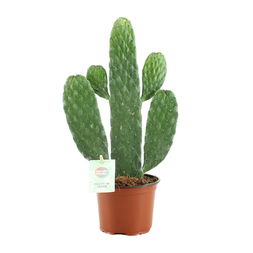Opuntia rubescens consolea - Ø12cm - ↕35cm