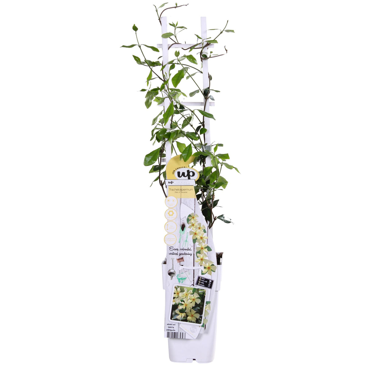 Trachelospermum 'Star of Toscana' - Gelsomino Toscano Giallo - Ø15cm - ↕65cm