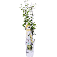 Trachelospermum 'Star of Toscana' - Gelsomino Toscano Giallo - Ø15cm - ↕65cm