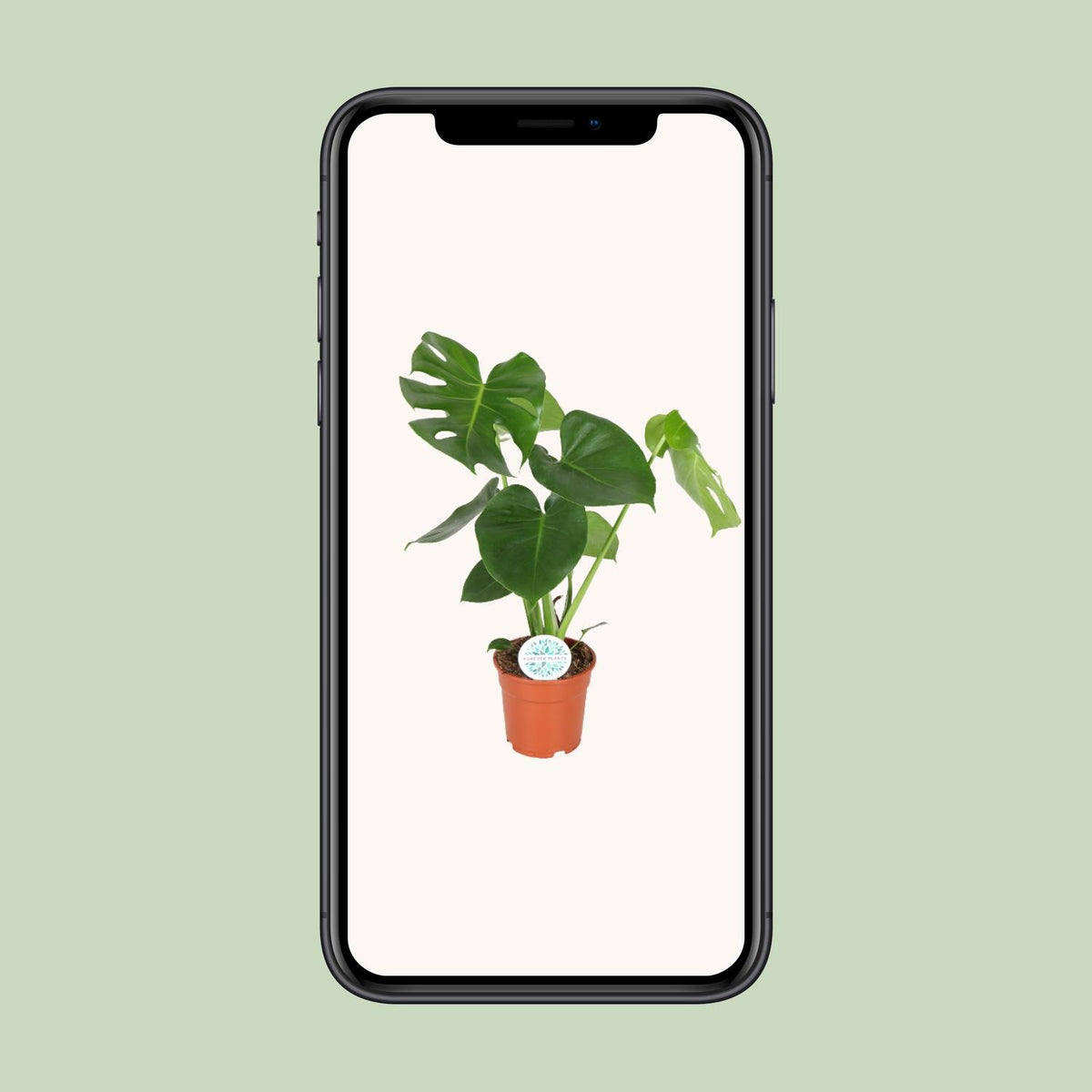 Monstera deliciosa  - Ø17cm - ↕55cm