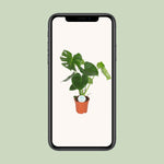Carica l'immagine nel visualizzatore Galleria, Monstera deliciosa  - Ø17cm - ↕55cm