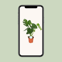 Monstera deliciosa  - Ø17cm - ↕55cm