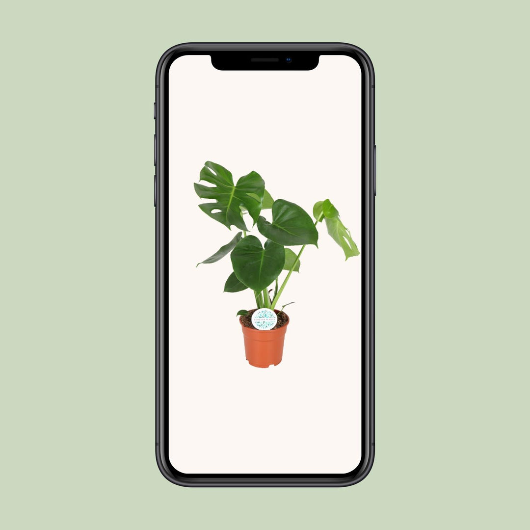 Monstera deliciosa  - Ø17cm - ↕55cm