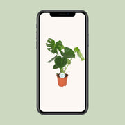 Monstera deliciosa  - Ø17cm - ↕55cm