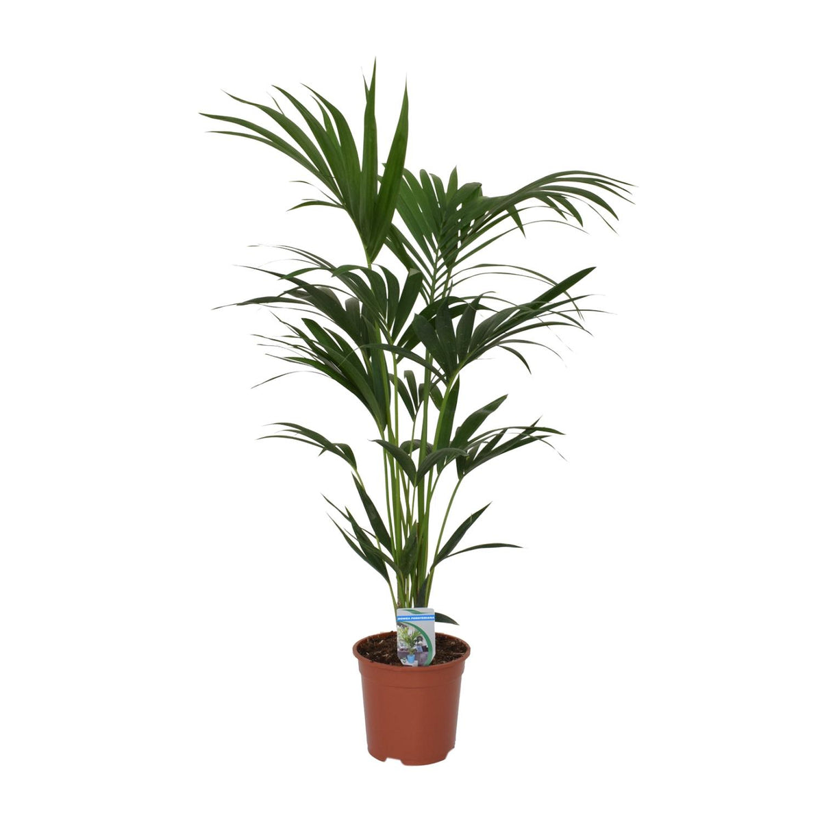 Howea forsteriana (Kentia) - Ø21cm - ↕120cm