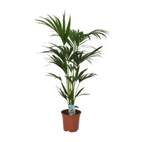 Howea forsteriana (Kentia) - Ø21cm - ↕120cm