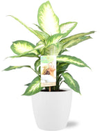 Load image into Gallery viewer, Dieffenbachia seguine &#39;Camilla&#39; - Ø17cm - ↕45cm + Pot Brussels D18x17cm - White
