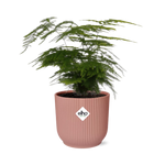 Load image into Gallery viewer, Asparagus setaceus ‘Plumosus’ in ELHO Vibes Fold Pot, Pink, Ø14cm - ↕30cm