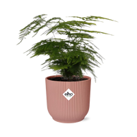 Asparagus setaceus ‘Plumosus’ in vaso ELHO Vibes Fold, Rosa, Ø14cm - ↕30cm