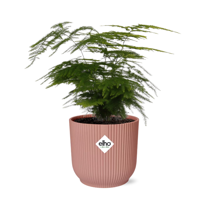 Asparagus setaceus ‘Plumosus’ in ELHO Vibes Fold Pot, Pink, Ø14cm - ↕30cm