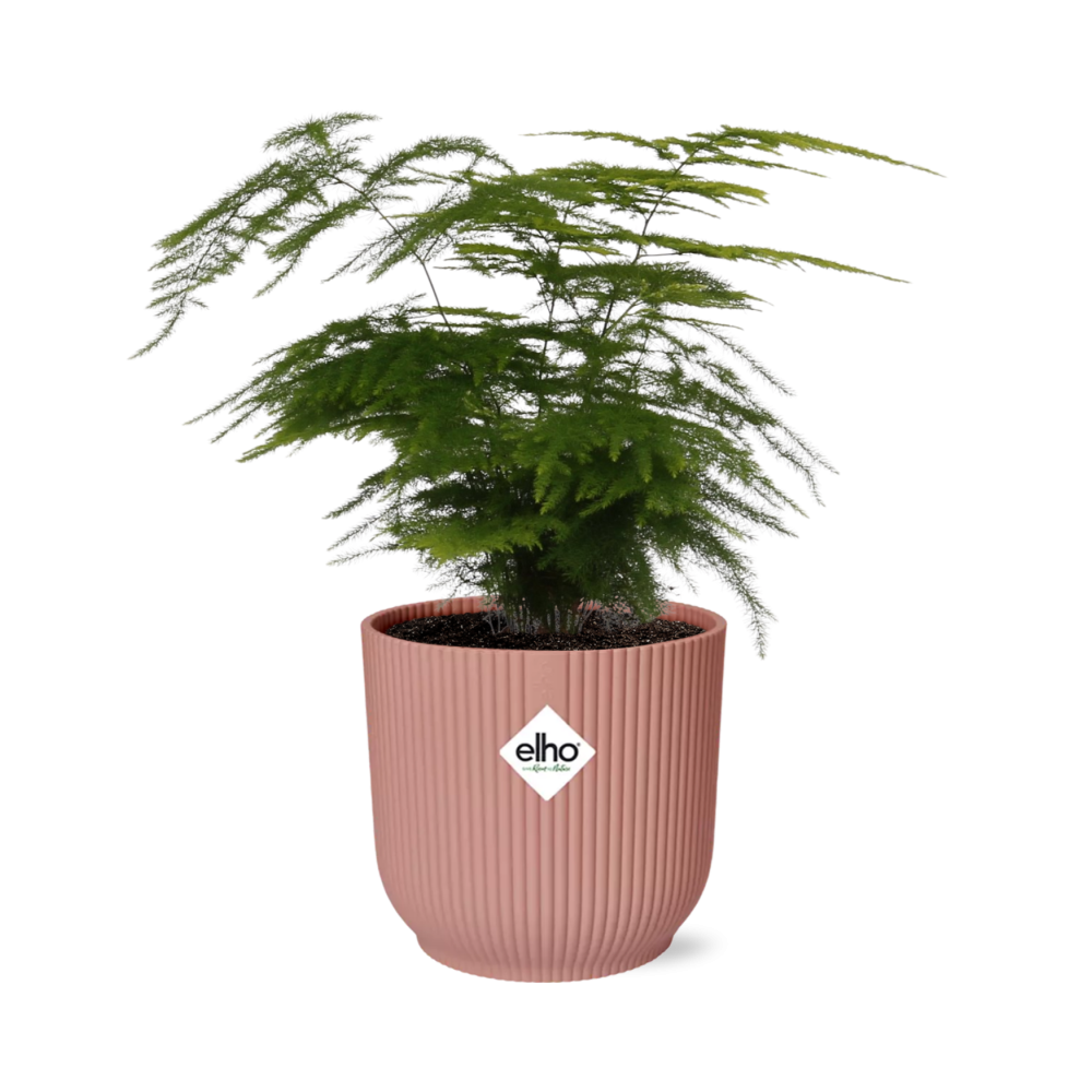 Asparagus setaceus ‘Plumosus’ in ELHO Vibes Fold Pot, Pink, Ø14cm - ↕30cm