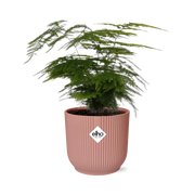 Asparagus setaceus ‘Plumosus’ in ELHO Vibes Fold Pot, Pink, Ø14cm - ↕30cm