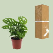 Monstera adansonii 'Monkey Leaf' - Ø12cm - ↕30cm