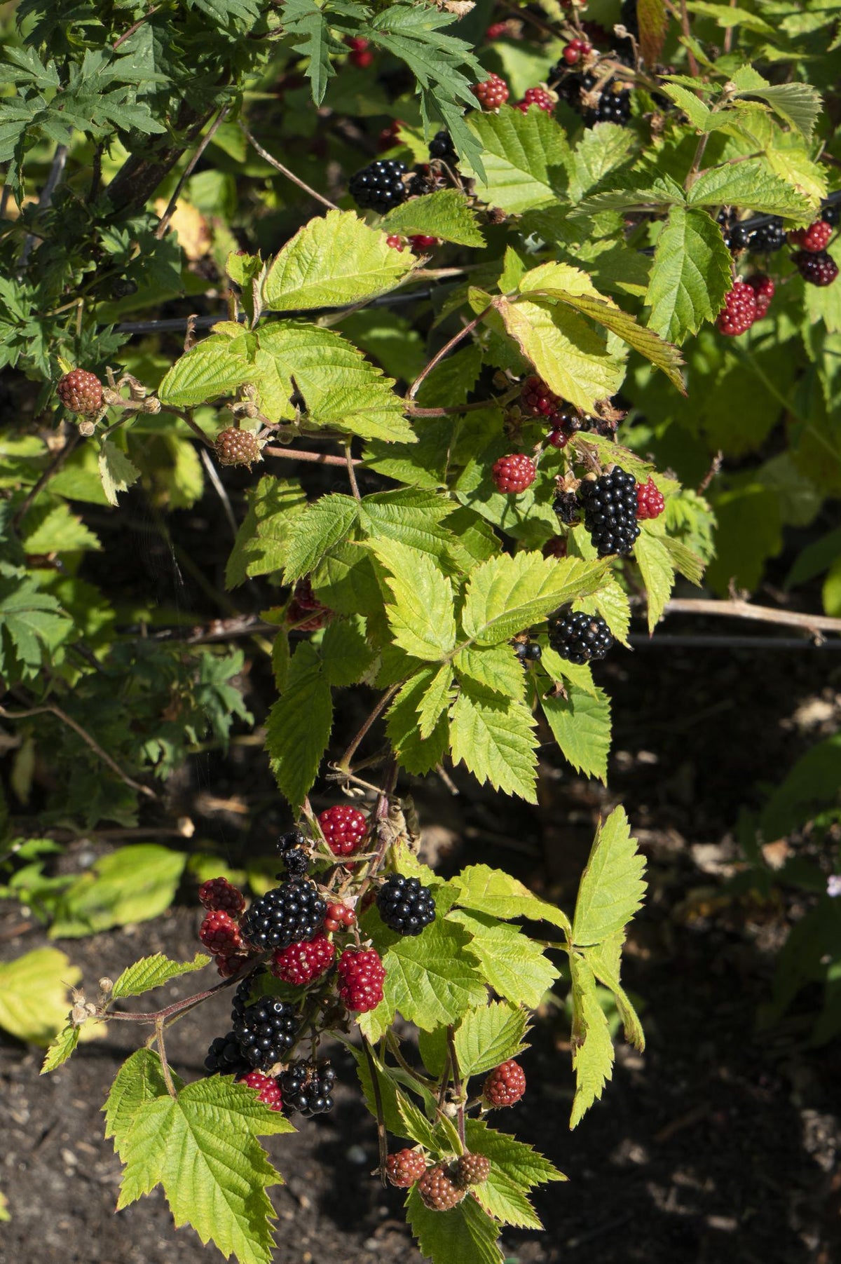 Rubus fruticosus 'Black Satin' (Rovo di more) - Ø13cm - ↕45cm