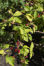 Load image into Gallery viewer, Rubus fruticosus &#39;Black Satin&#39; (Blackberry) - Ø13cm - ↕45cm

