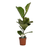 Ficus lyrata - Ø17cm - ↕60cm