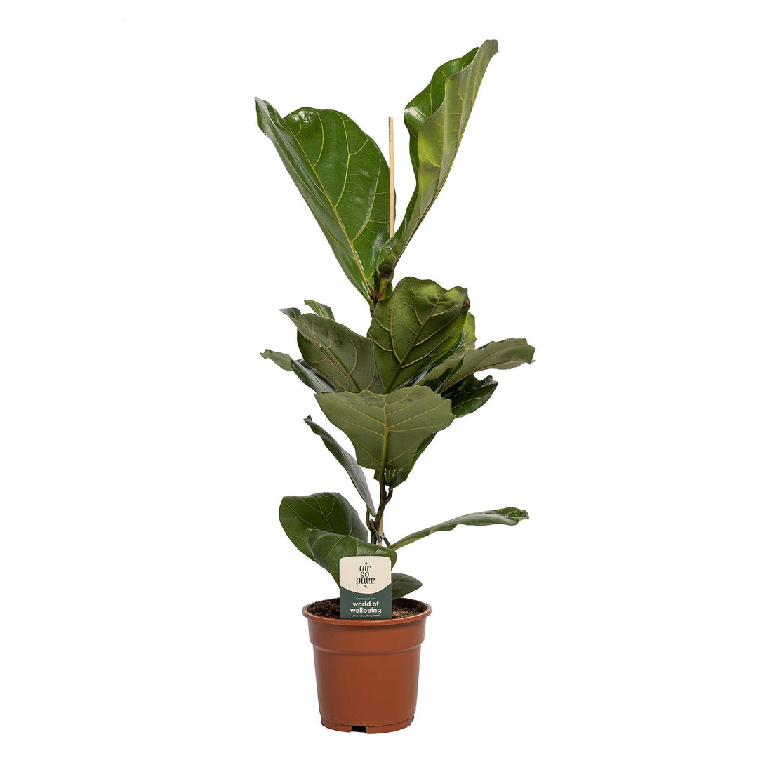Ficus lyrata - Ø17cm - ↕60cm