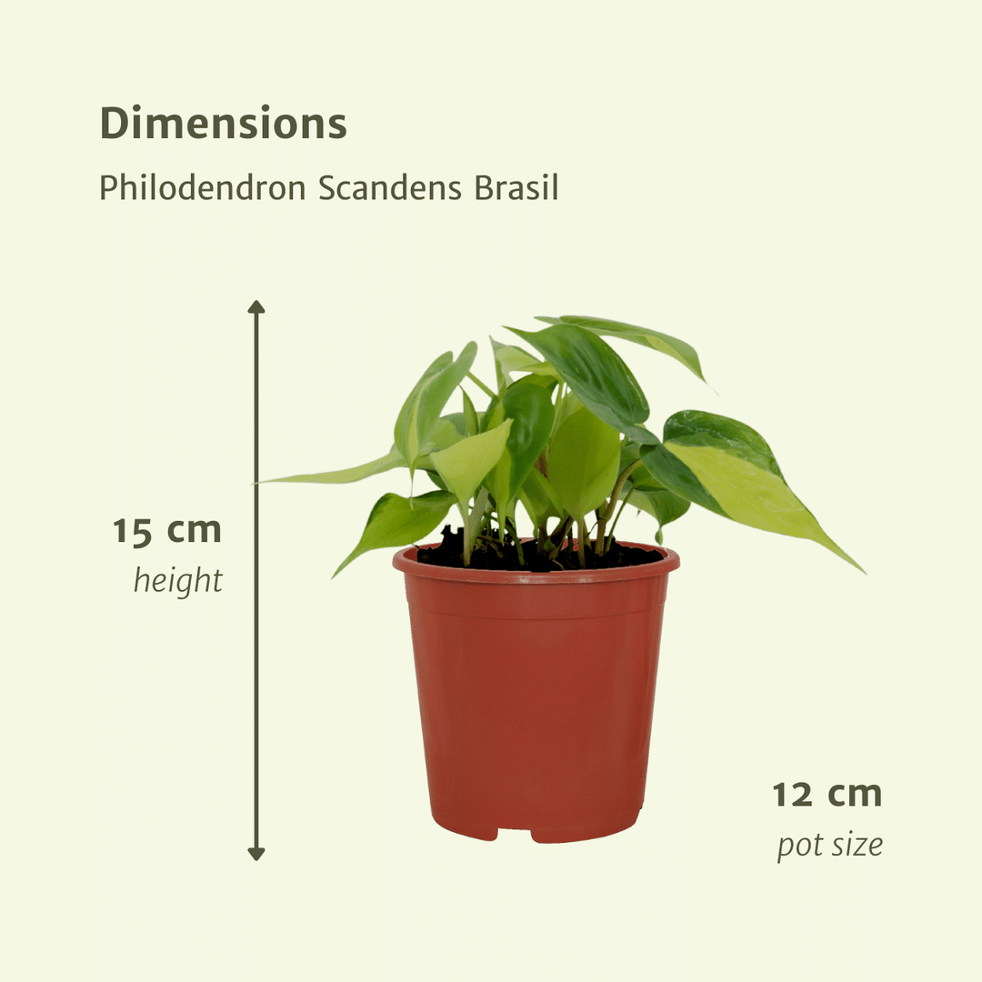 Philodendron scandens 'Brasil' - 4 plants - Ø12cm - ↕15cm