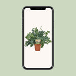 Load image into Gallery viewer, Phlebodium aureum 'Davana' - Ø12cm - ↕35cm