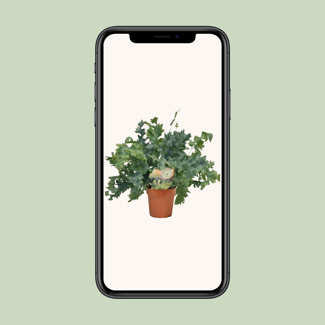 Phlebodium aureum 'Davana' - Ø12cm - ↕35cm