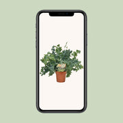 Phlebodium aureum 'Davana' - Ø12cm - ↕35cm