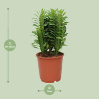 Euphorbia trigona - Ø12cm - ↕40cm