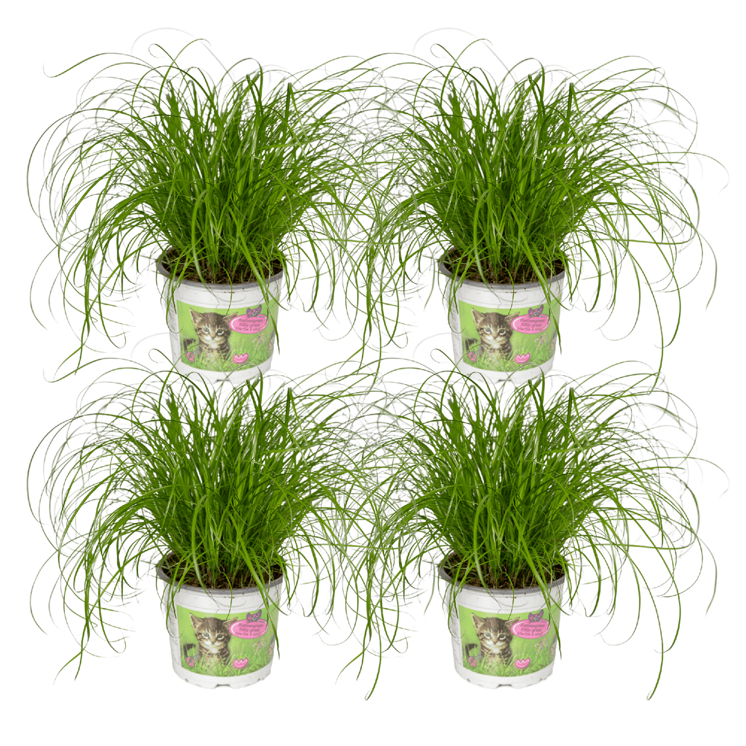Cyperus alternifolius 'Zumula' (Cat Grass) - 4 plants - Ø12cm - ↕20cm