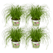 Cyperus alternifolius 'Zumula' (Cat Grass) - 4 plants - Ø12cm - ↕20cm