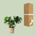Load image into Gallery viewer, Monstera In Basket Palmleaf - Ø21cm - ↕60cm