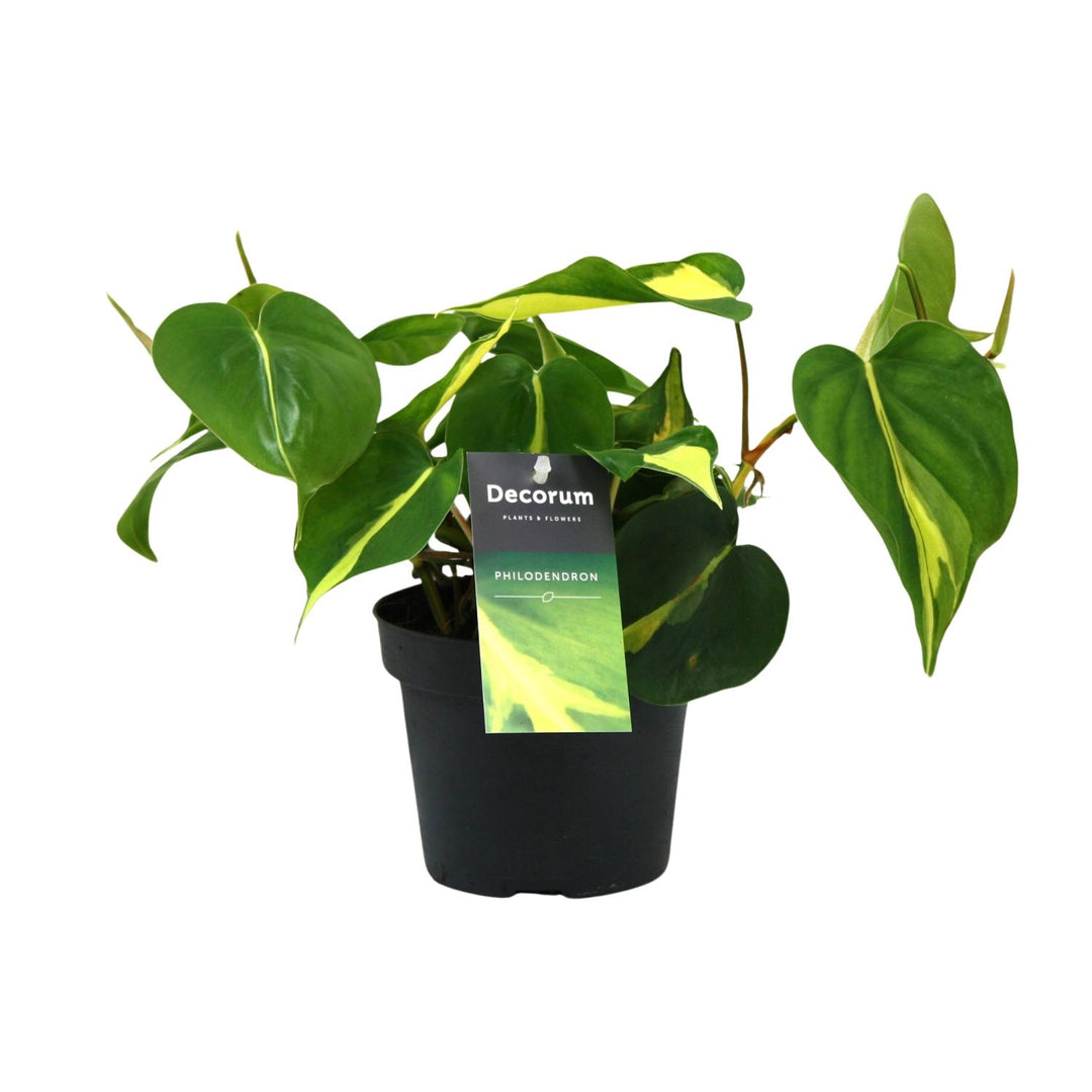 Philondendron scandens 'Brasil' - Ø12cm - ↕20cm
