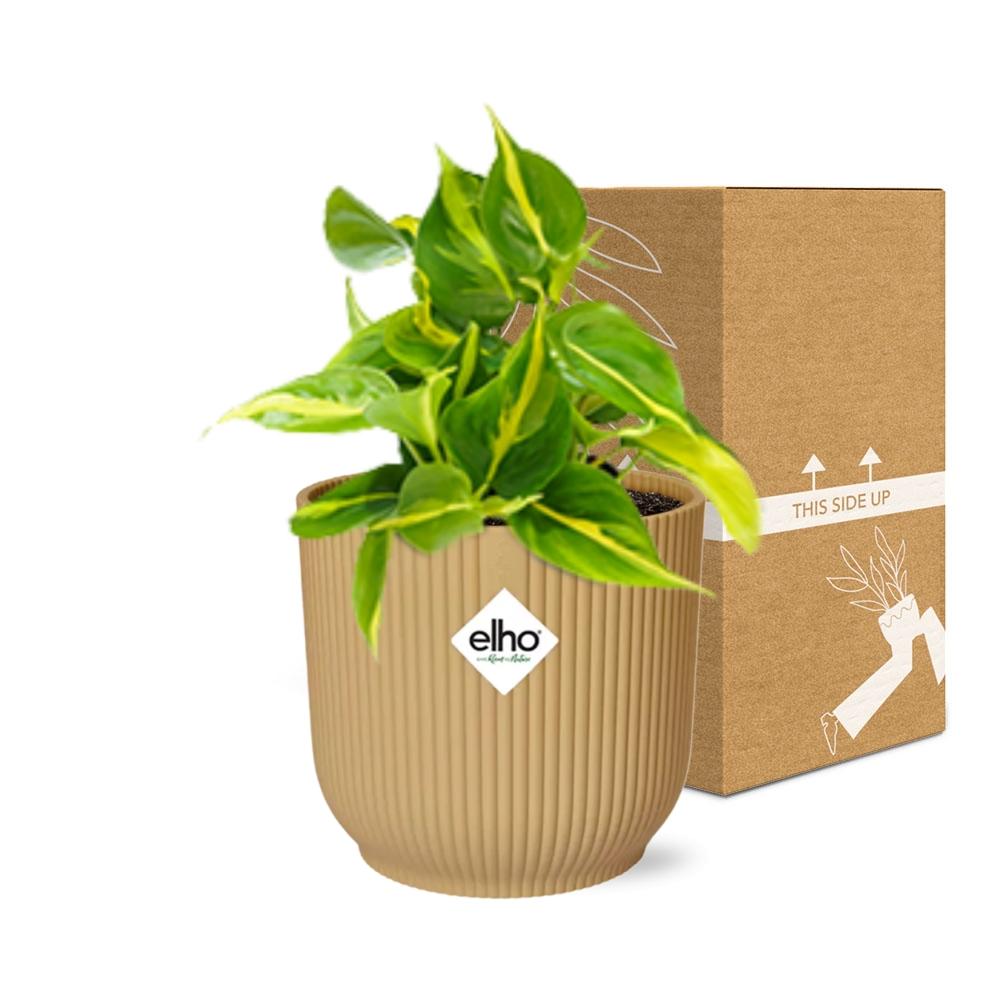 Philodendron scandens ‘Brasil’ in ELHO Vibes Fold, Yellow, Ø14cm ↕15cm