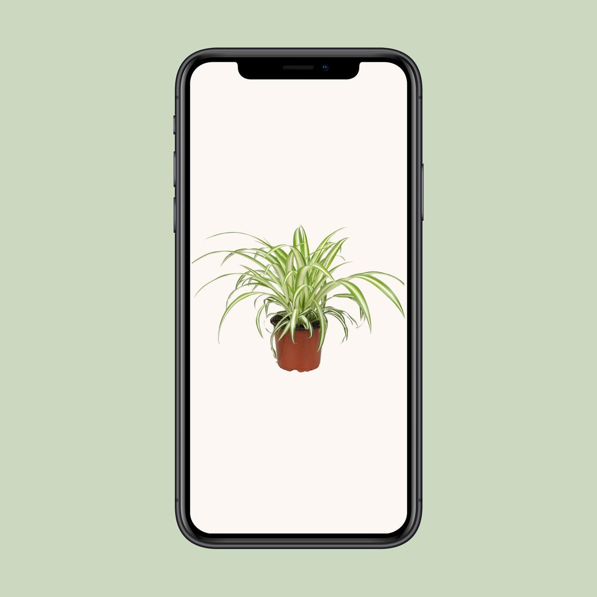 Chlorophytum - Ø12cm - ↕25cm