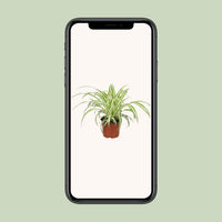 Chlorophytum - Ø12cm - ↕25cm
