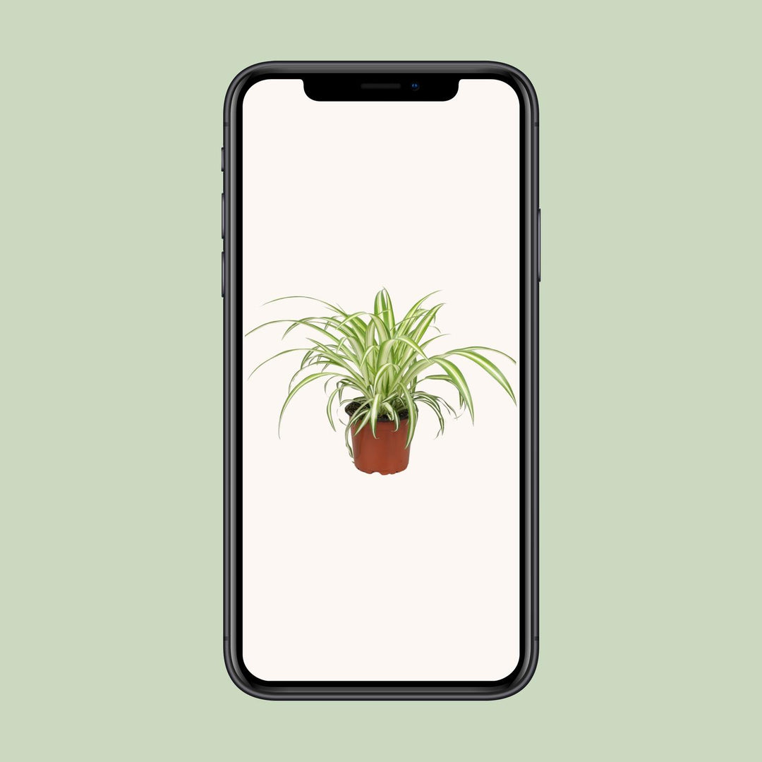 Chlorophytum - Ø12cm - ↕25cm