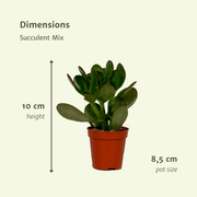 Succulent Mix - 18 plants - Ø8,5cm - ↕10cm