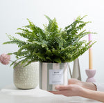 Load image into Gallery viewer, Nephrolepis Green Lady Gift "Breath" WITH GREETING CARD! - Ø12cm - ↕35cm