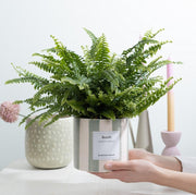 Nephrolepis Green Lady con bigliettino regalo 
