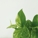 Load image into Gallery viewer, Epipremnum pinnatum &#39;Marble Queen&#39; - 4 plants - Ø12cm - ↕15cm
