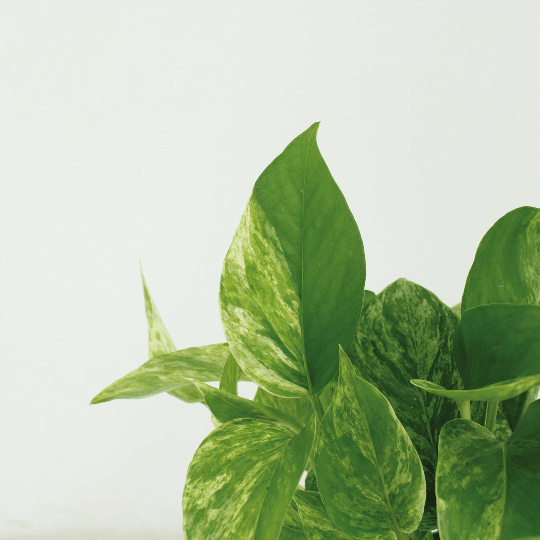 Epipremnum pinnatum 'Marble Queen' - 4 plants - Ø12cm - ↕15cm