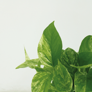 Epipremnum pinnatum 'Marble Queen' - 4 plants - Ø12cm - ↕15cm