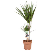 Dracaena Marginata - Ø17cm - ↕75cm