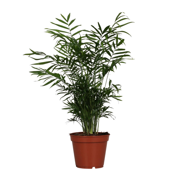 Chamaedorea elegans (Palma della Fortuna) - Ø17cm - ↕55cm