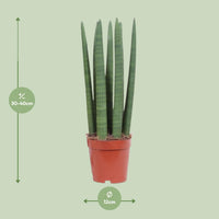 Sansevieria trifasciata 'Straight' - Ø12cm - ↕40cm