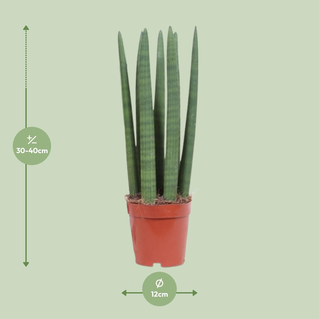 Sansevieria trifasciata 'Straight' - Ø12cm - ↕40cm
