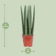 Sansevieria trifasciata 'Straight' - Ø12cm - ↕40cm