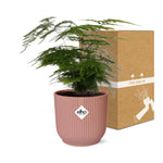 Load image into Gallery viewer, Asparagus setaceus ‘Plumosus’ in ELHO Vibes Fold Pot, Pink, Ø14cm - ↕30cm
