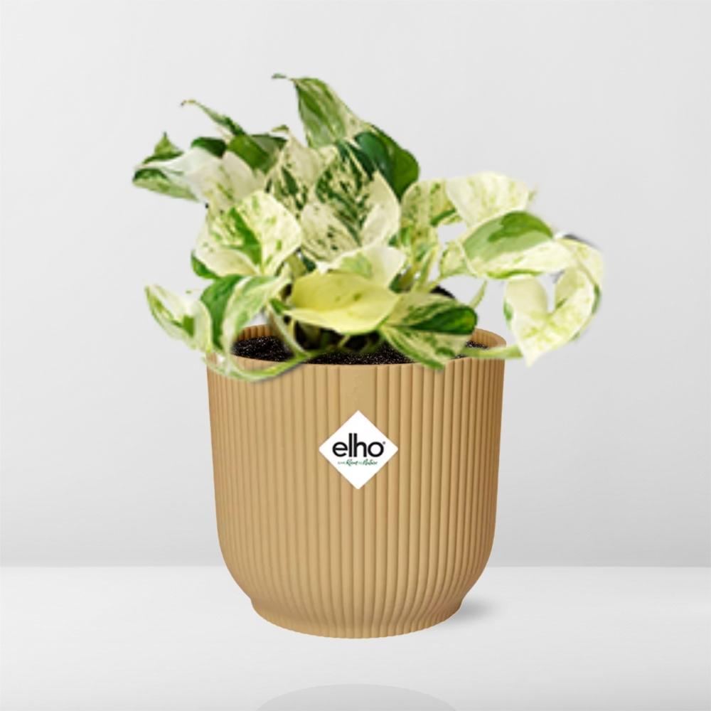 Epipremnum pinnatum 'Happy Leaf' in ELHO Vibes Fold, Yellow, Ø14cm – ↕15 cm