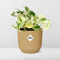 Epipremnum pinnatum 'Happy Leaf' in ELHO Vibes Fold, Yellow, Ø14cm – ↕15 cm